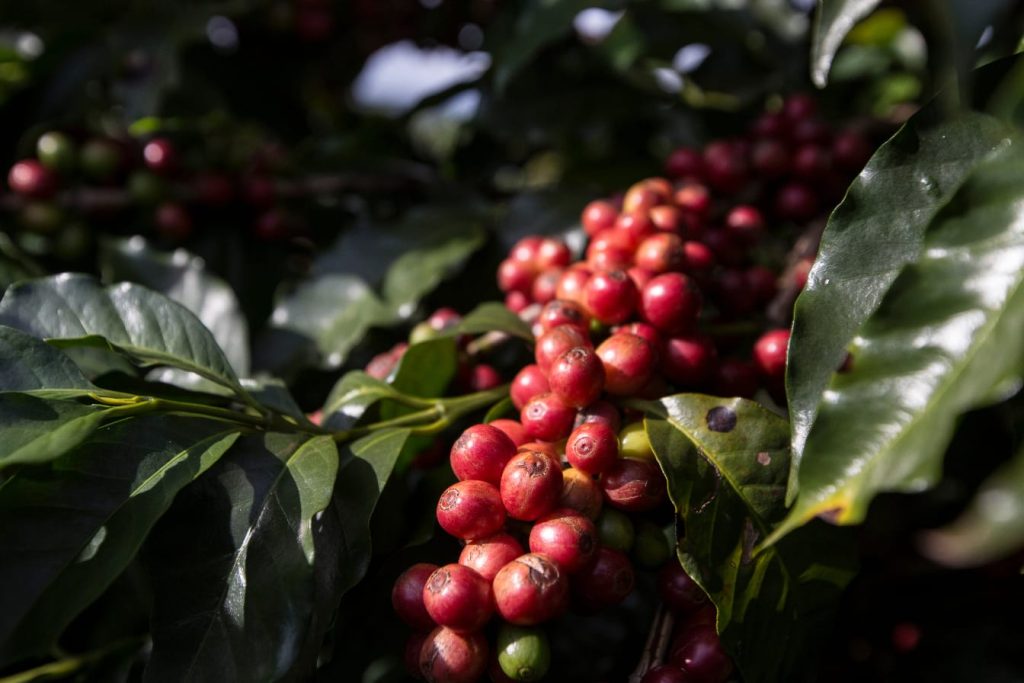 CAFEA VIETNAMEZA -BOABE